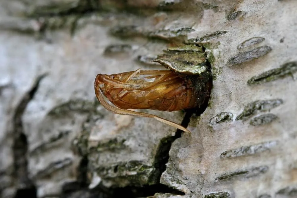 synanthedon-myopaeformis-pupa