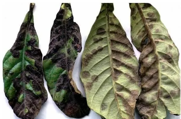 spilocaea-eriobotryae-1