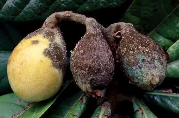 spilocaea-eriobotryae-2