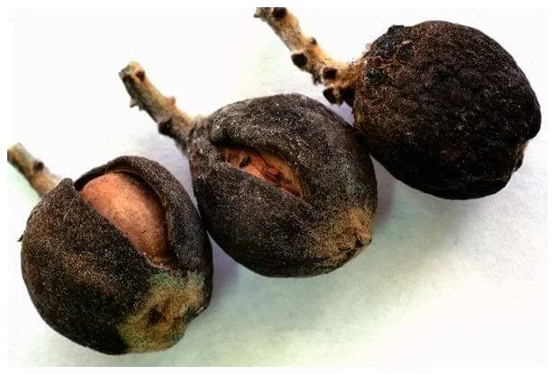 spilocaea-eriobotryae-4