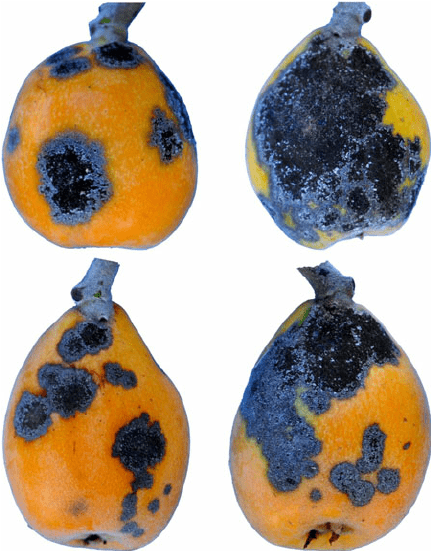spilocaea-eriobotryae-min