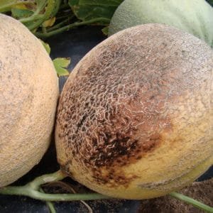 Alternaria cucumerina