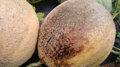 Alternaria cucumerina