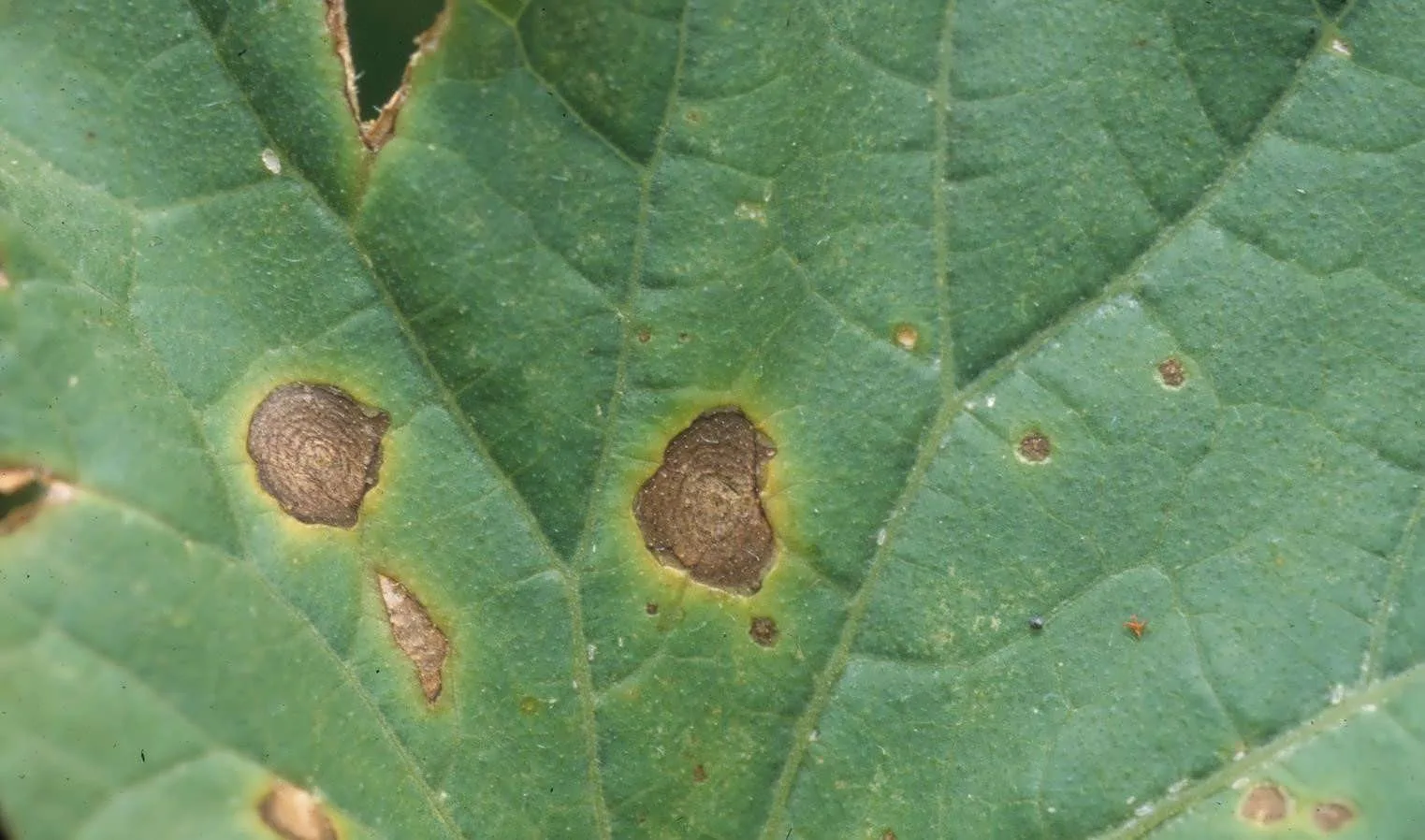 Alternaria cucumerina hastalığının kavun yapraklarında belirtisi