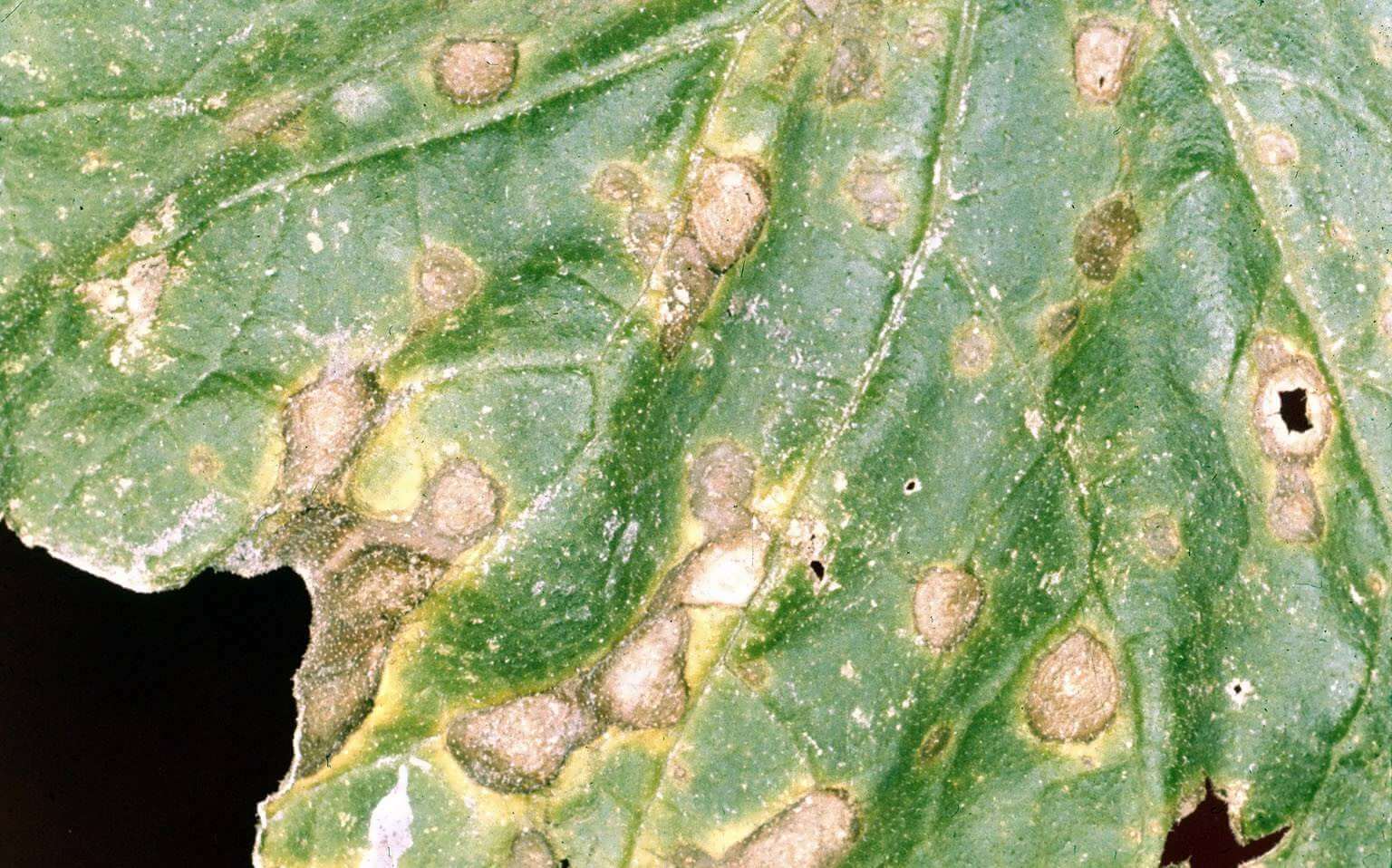 Alternaria cucumerina hastalığının kavun yapraklarında belirtisi