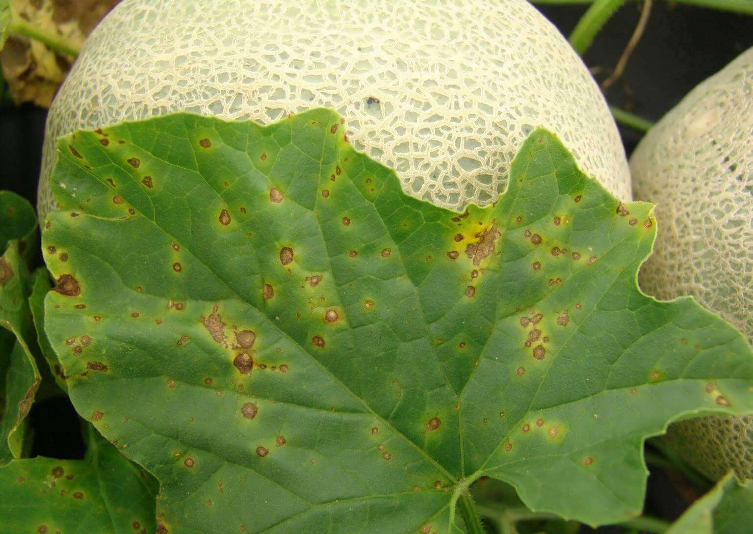 Alternaria cucumerina hastalığının kavun yapraklarında belirtisi