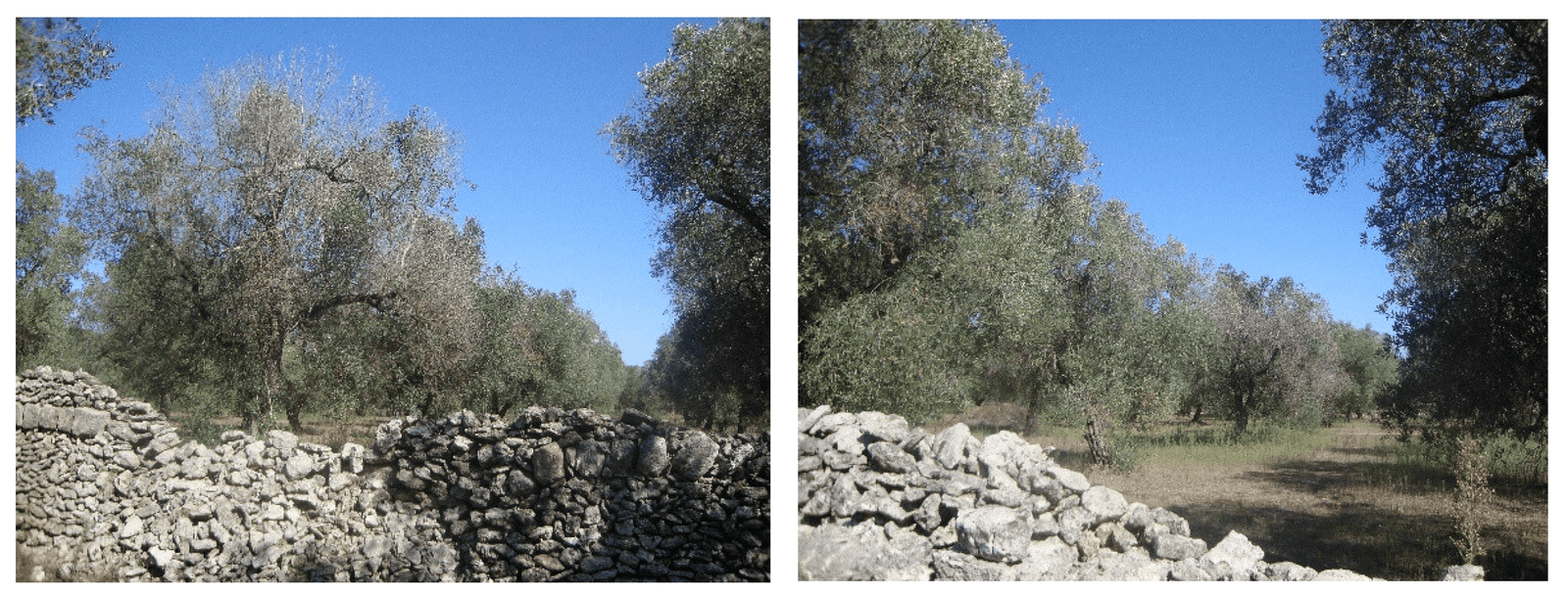 Leccino zeytin çeşidinde Xylella fastidiosa kaynaklı hızlı geriye ölüm belirtileri