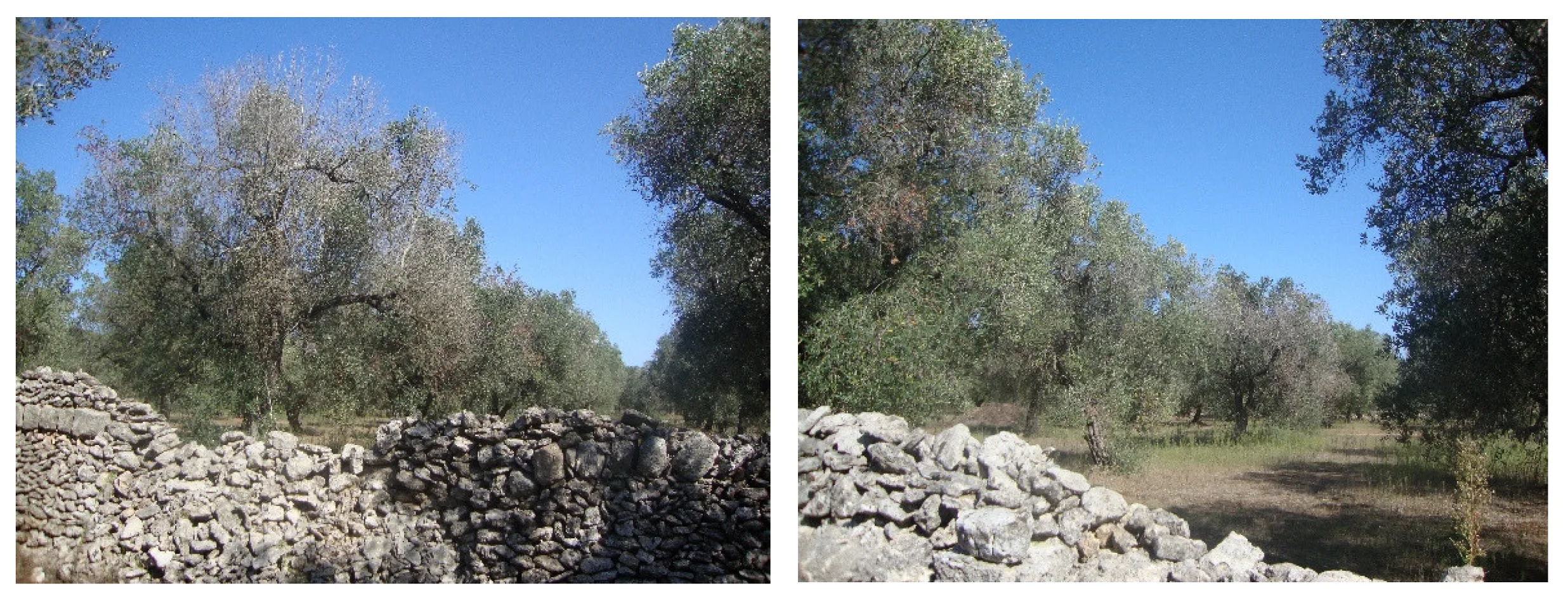 Leccino zeytin çeşidinde Xylella fastidiosa kaynaklı hızlı geriye ölüm belirtileri