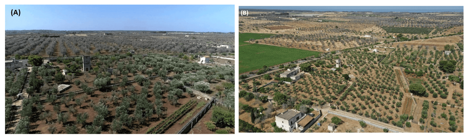 Xylella fastidiosa bulaşık bölgede mücadele uygulanan ve terk edilmiş komşu zeytin bahçeleri