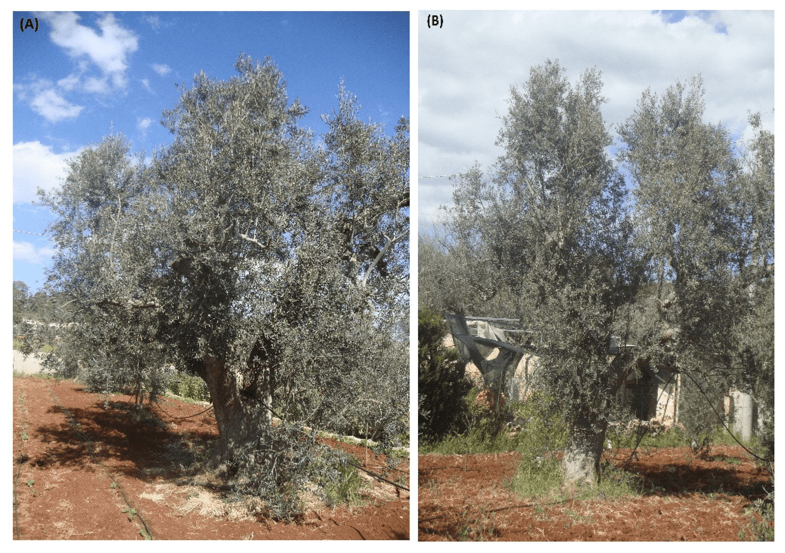 Xylella fastidiosa pozitif olmasına rağmen tacını yenileyen ve meyveye yatan asırlık zeytin ağaçları