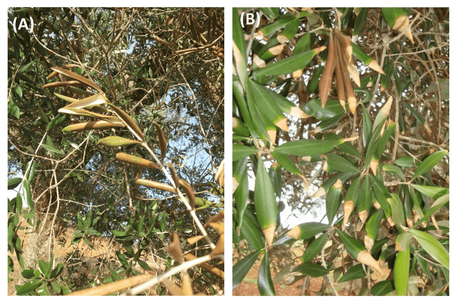 Zeytin yapraklarında erken belirtiler: Neofusicoccum mediterraneum ve Xylella fastidiosa karşılaştırması