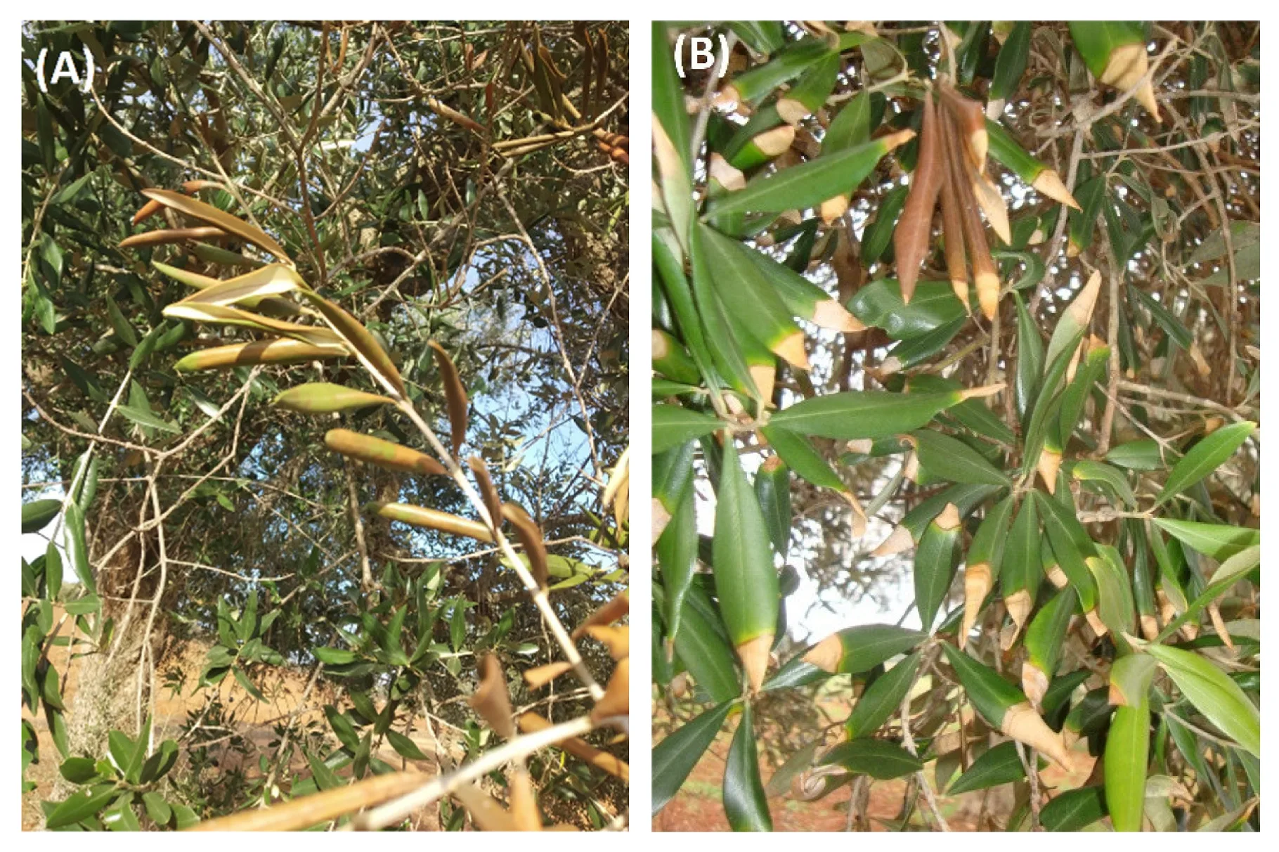 Zeytin yapraklarında erken belirtiler: Neofusicoccum mediterraneum ve Xylella fastidiosa karşılaştırması