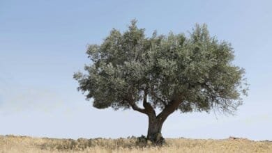 Akdeniz iklim kuşağında geleneksel zeytin bahçesi - Xylella fastidiosa için yüksek riskli üretim alanı