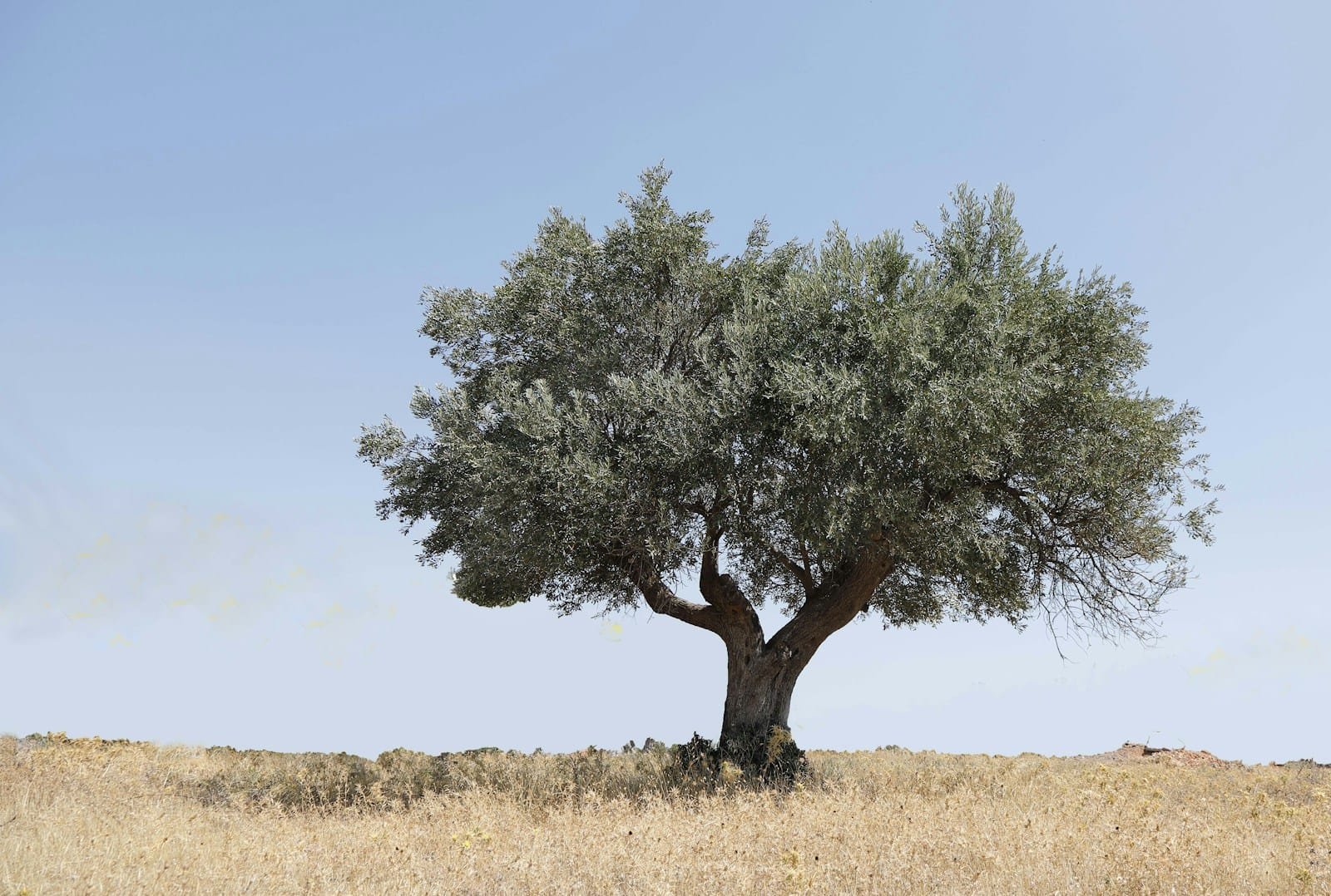 Akdeniz iklim kuşağında geleneksel zeytin bahçesi - Xylella fastidiosa için yüksek riskli üretim alanı