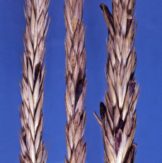 Claviceps purpurea-4