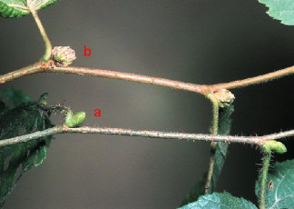 Phytoptus avellanae-zarar-5