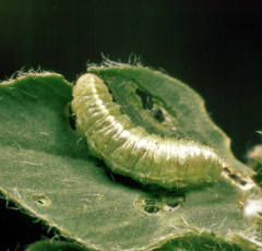 Hypera postica-larva-8