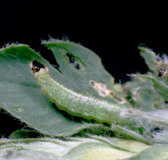 Hypera postica-larva-4