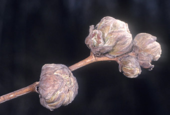 Phytoptus avellanae-zarar-3