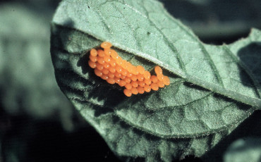 Leptinotarsa decemlineata- yumurta-2