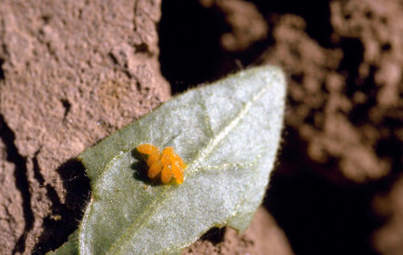 Leptinotarsa decemlineata- yumurta-1