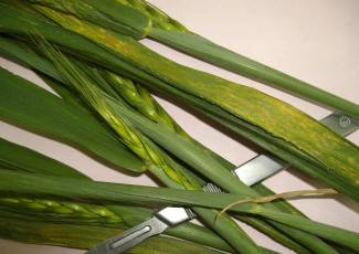 Puccinia striiformis-wheat