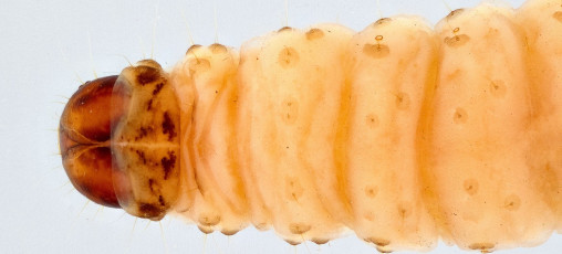 Larva- Baş