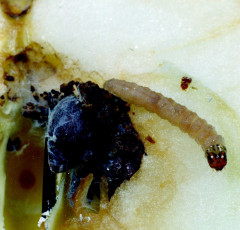 Larva zararı(sj69)